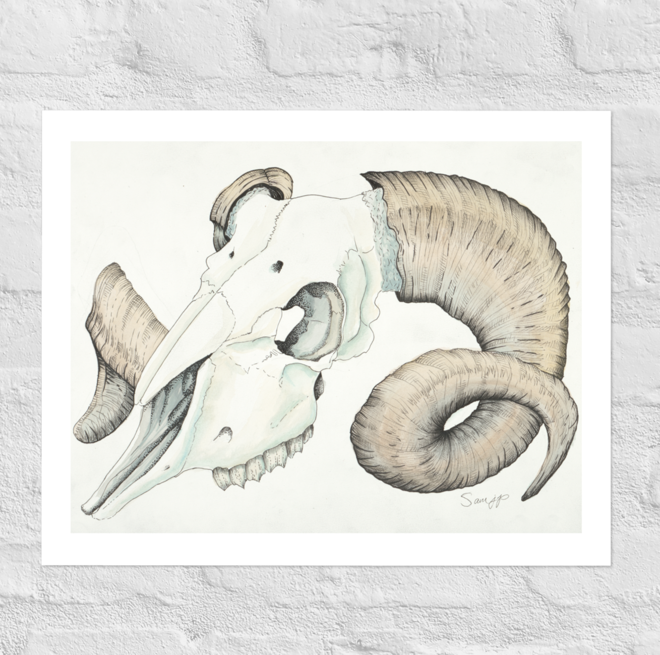 "Ram Skull Study" Print of Original Watercolor and Ink