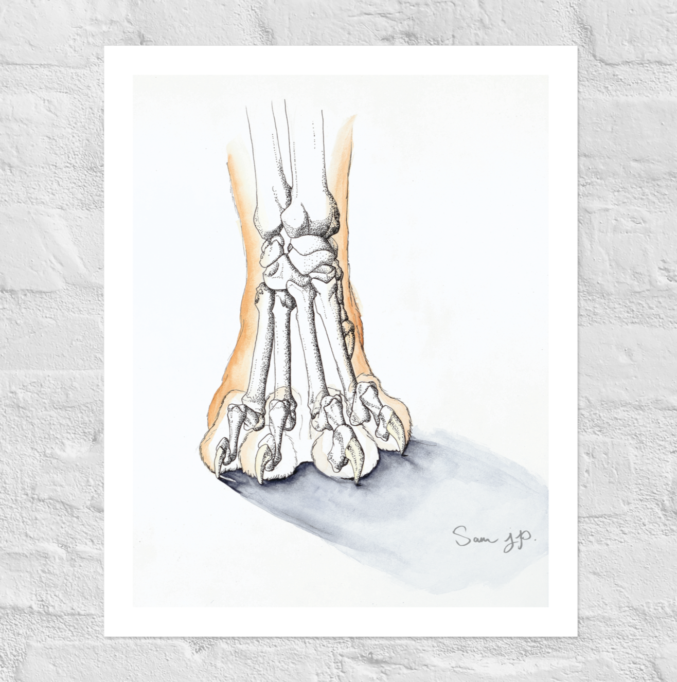 "Feline Paw Study", Print of Original Watercolor