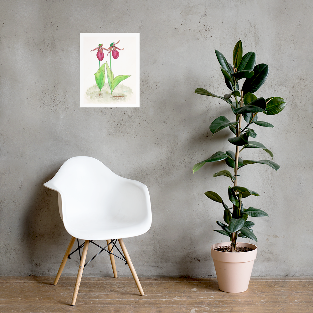 "Pink Lady Slipper Study" Print of Original Watercolor