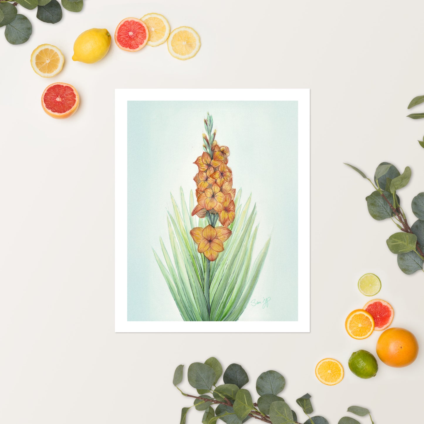 "Gladiolus Study" Print of Original Watercolor and Ink