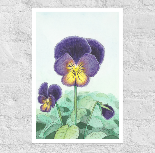 "Viola Northern Lights" Print of Original Watercolor