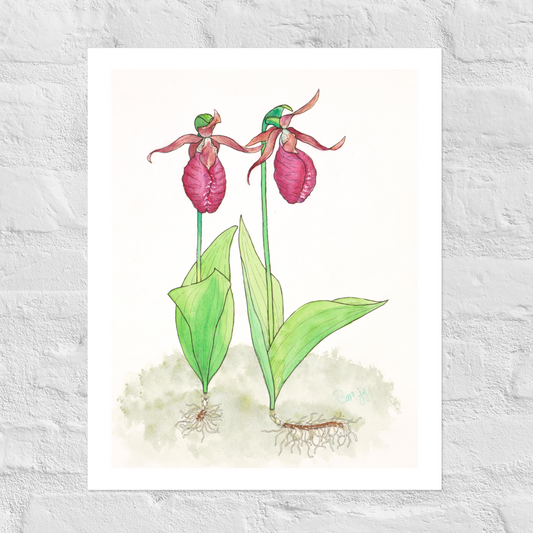 "Pink Lady Slipper Study" Print of Original Watercolor