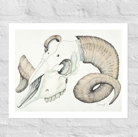 "Ram Skull Study" Print of Original Watercolor and Ink