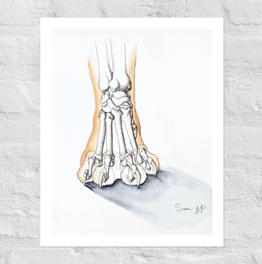 "Feline Paw Study", Print of Original Watercolor