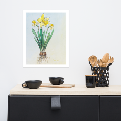 "Daffodil Study", Print of Original Watercolor