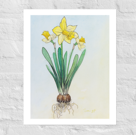 "Daffodil Study", Print of Original Watercolor
